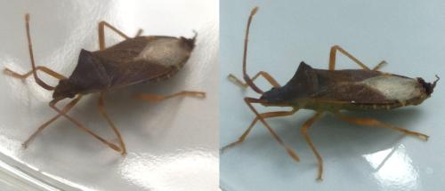 Gonocerus acuteangulatus